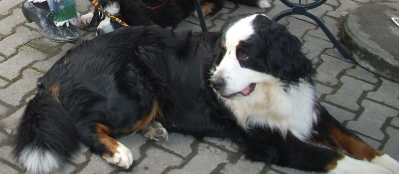 Groszek