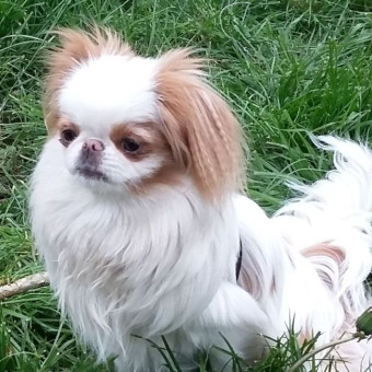 Atreja zwana w domu Bubu