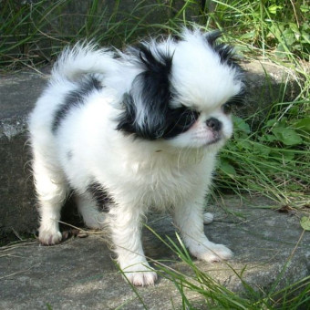 Zorro w ogrodzie